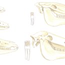 ▒ 승마 구강과 재갈_01. 말 구강구조의 진화 이미지