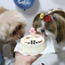 댕댕잇제과점 이미지