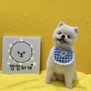 솜솜 애견미용 이미지