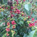 운남농장 이미지