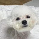 버블리독 이미지