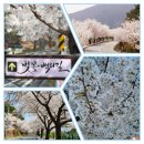 포은로 은행나무길 이미지