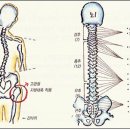 틀어진 골반, 꼭 바로잡아야 하는 이유 이미지