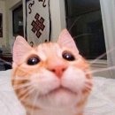 마이백 이미지
