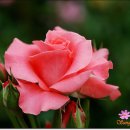 The Lost City 이미지