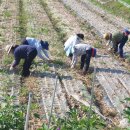 고령군농업기술센터 이미지
