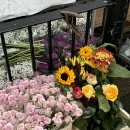 쿠마(KUMA) 이미지