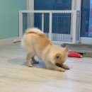 베이글버트그루밍