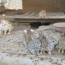 비토섬신우리조트 이미지