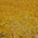 평사리가는길 이미지