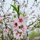 크레핑 | 대전 크레핑 크레페맛집 내돈내산 생딸기커스타드크레페 그리고 피자크레페