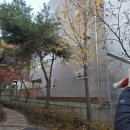 동작구조경 관리 아파트 아파트 전지작업으로 안전하고 쾌적한 환경 완성
