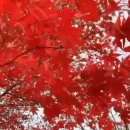 (주)경북정비 | 문경새재 도립공원 코스 단풍구경 무료버스 KTX 단풍여행 경북단풍