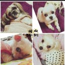 순수동물병원 | 반려동물을 위해 기도를 맡긴 보호자의 이야기 (소원초·소원패·연등 후기)