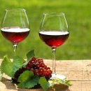 경주 체리 이미지