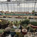 다육꽃세상 이미지