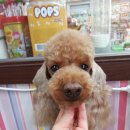 퍼피몽몽 이미지