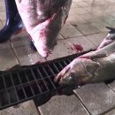 10월22일.활참농어,활붕장어 이미지