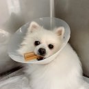 품 동물병원 이미지