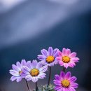 Only Love - Andre Rieu 이미지