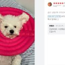 몽이냥이 이미지