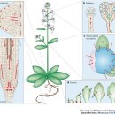 호두나무의 생장호르몬 옥신Auxins : 주성분- 인돌아세트산(IAA) 이미지