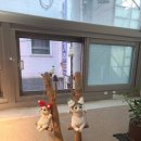 콘체르트보눔