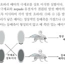 ㄱㅊㅇ 5회 B형 발생 11번 이미지