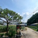 세모난나무2 이미지