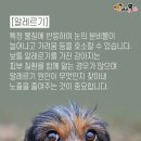 (주)페피테일 이미지