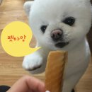 펫마망 | 광주 효천지구 반려동물 수제간식 '펫마망' (방부제없는) 내돈내산