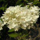 산수곡 Daum카페