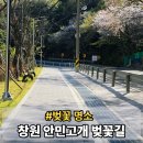 행정용 55번 | 부산에서 창원 안민고개 벚꽃길 시내버스 가는법 및 펀나이트 워크