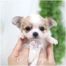 천안 강아지분양 도로시펫 이미지