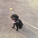 수딩아이스