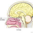 뇌하수체[ pituitarygland, 腦下垂體 ] 이미지