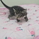 [입양완료]아기고양이 머루🐱 이미지