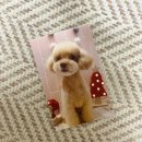 봄봄그루밍샵 이미지