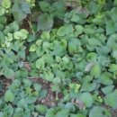 백인농장 이미지