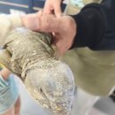 카페패밀리 | 🦎 당진 파충류카페 랩타일패밀리 후기｜아이와 함께 다녀오기 좋은 이색카페