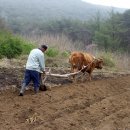 원덕리도 이미지