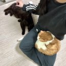 멍클린 | 안산 유기견 봉사활동 신청방법 및 준비물 feat.포켓멍센터 후기