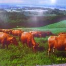 성산한우농장 이미지