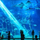 아쿠아플라넷 제주 이미지