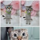 댕냥이살롱 이미지