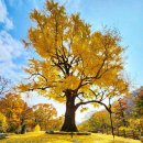 은행나무3길 이미지