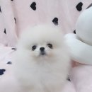 맹구와 땡칠이 이미지