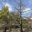 무릉도원면-25 | 🎪 영월 법흥캠핑장 할로윈캠핑 후기 🎃👻