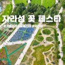 서울 근교 봄 나들이 추천: 가평 자라섬 꽃 페스타 후기