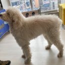 크레마 | [화성 향남] 아기랑 가기 좋은 도마뱀 카페 크레마렙타일 후기